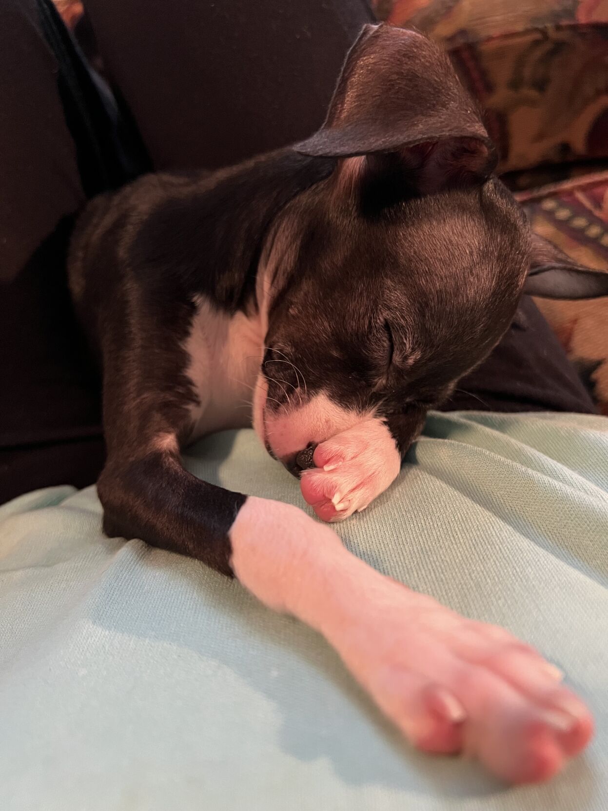 Peaceful little Penny.