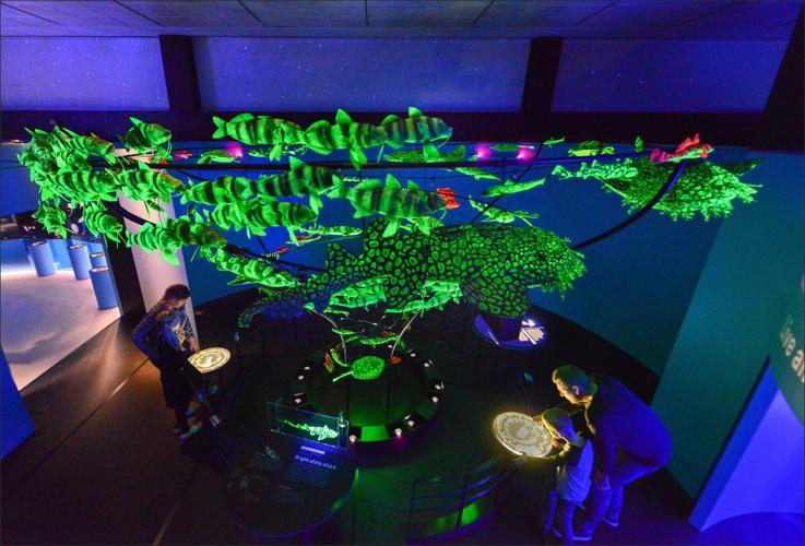 Field Museum's Unseen Oceans exhibition. (Photo by Roderick Mickens AMNH for Field Museum)