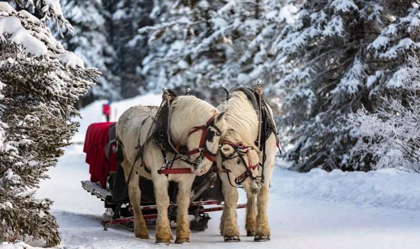 Red Ridge Ranch Sleigh Ride experience near Baker's Sunset Bay Resort in the Wisconsin Dells.
