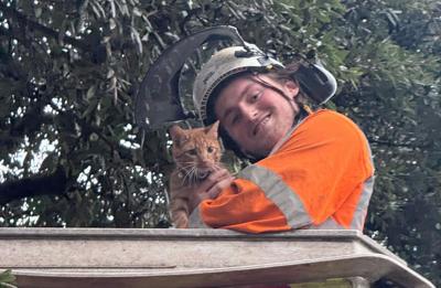 Ginger cat stuck up 40-feet tree rescued in dramatic mission after 24 hours
