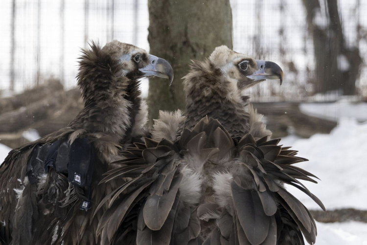 Cinereous Vulture Chick hatches at Lincoln Park Zoo image one