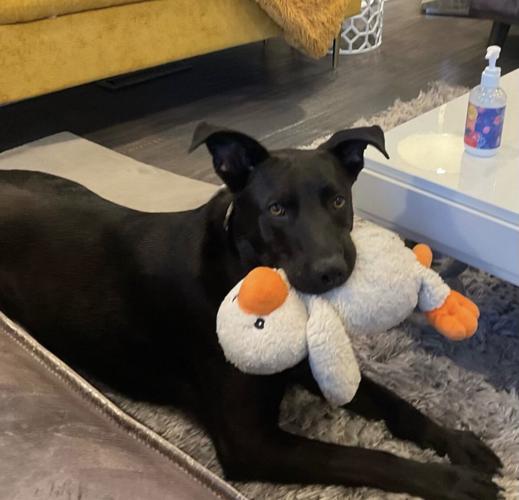 Landon is fully housebroken. He's waiting at PAWS Chicago for a foster home. (Photo courtesy PAWS Chicago)