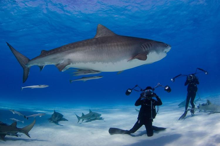 National Geographic live