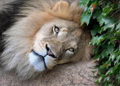 (Photo courtesy of Brookfield Zoo)