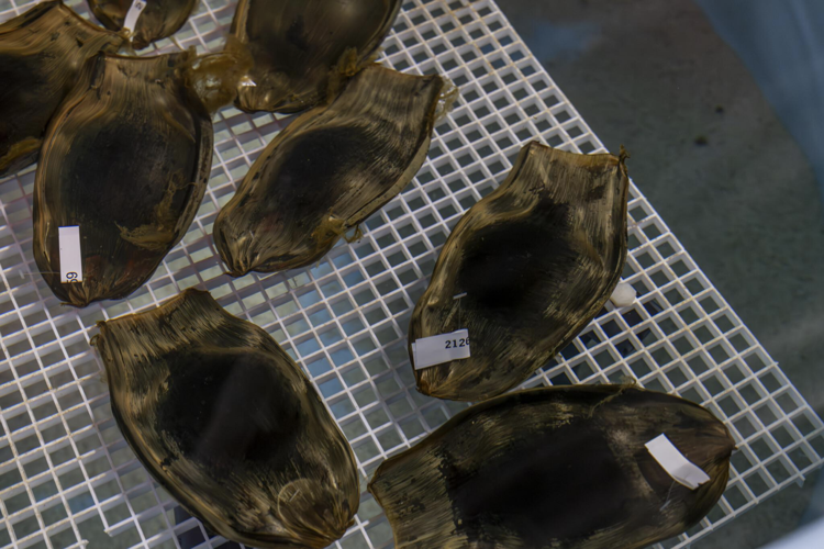 Shedd Aquarium’s zebra shark conservation effort image three