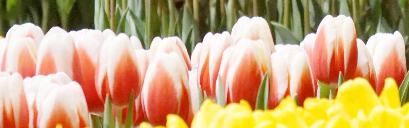 CFGS Tulips (2)_b