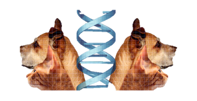 first pet cloning clinic