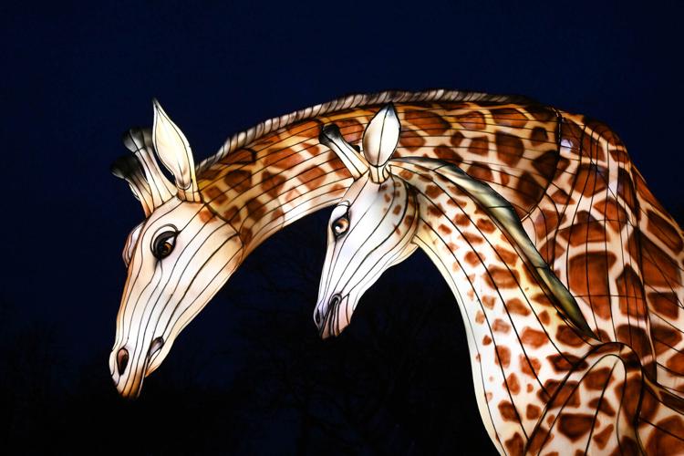 First ever Brookfield Zoo's "Glow Wild: A Lantern Festival of Hope."