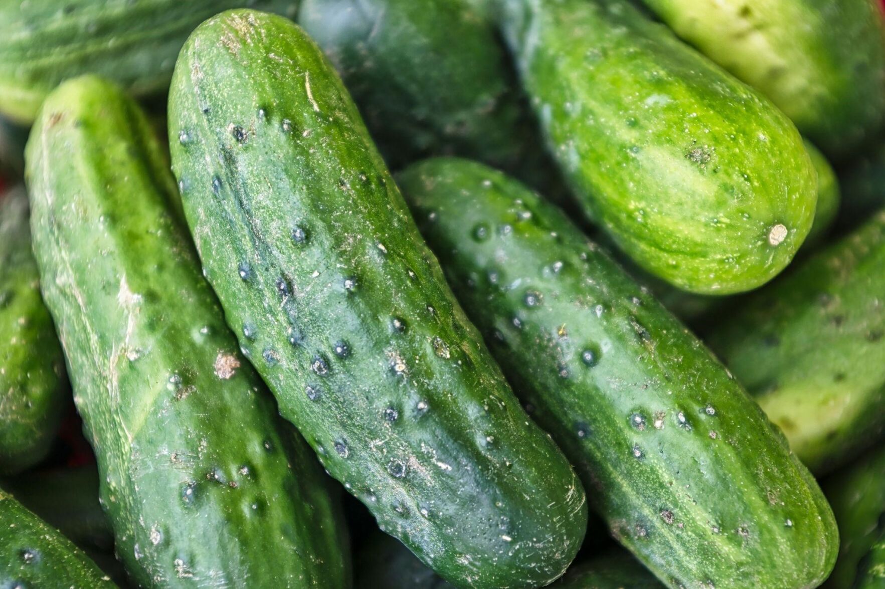 CDC reports salmonella outbreak linked to cucumbers