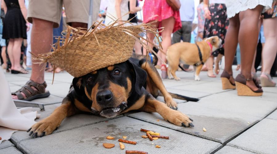 PAWS Beach Party coming to Offshore Navy Pier, July 17.