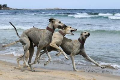 Unregulated crossbreeding and habitat shifts put the age-old North African Sloughi at risk