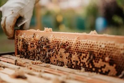 The urban buzz on rooftop bees, the sweet side of Chicago sustainability