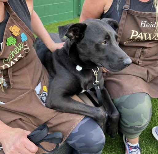 Landon is so smart, he sailed through his training. He's waiting at PAWS Chicago. (Photo courtesy PAWS Chicago)