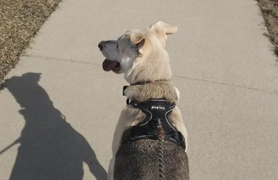 Dog’s day out in Chicago: Places to celebrate National Dog Day with your pup