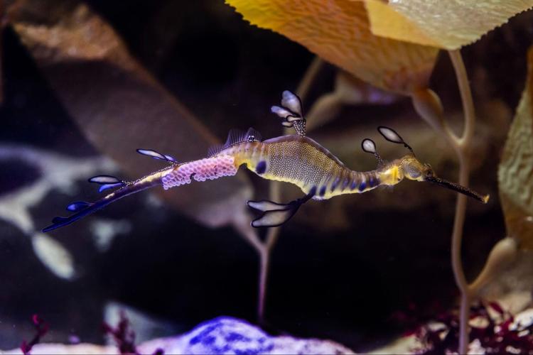 Shedd Aquarium celebrates hatching of a dozen weedy seadragon babies from a male