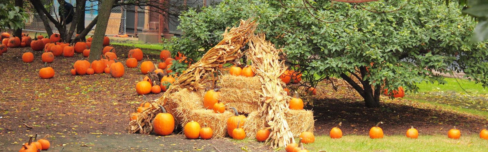 fall0001-01