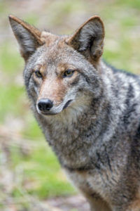 coyotecloseup