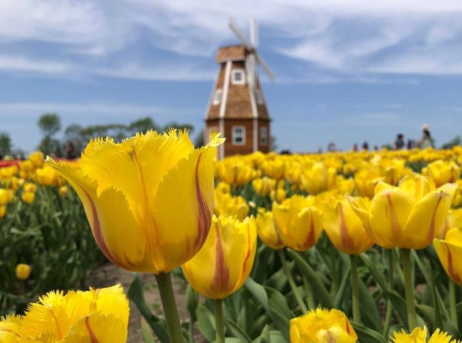 Midwest Tulip Fest opens April 27 at Kuiper's Family Farm in Maple Park, IL. (Photo | Kuiper's Family Farm)