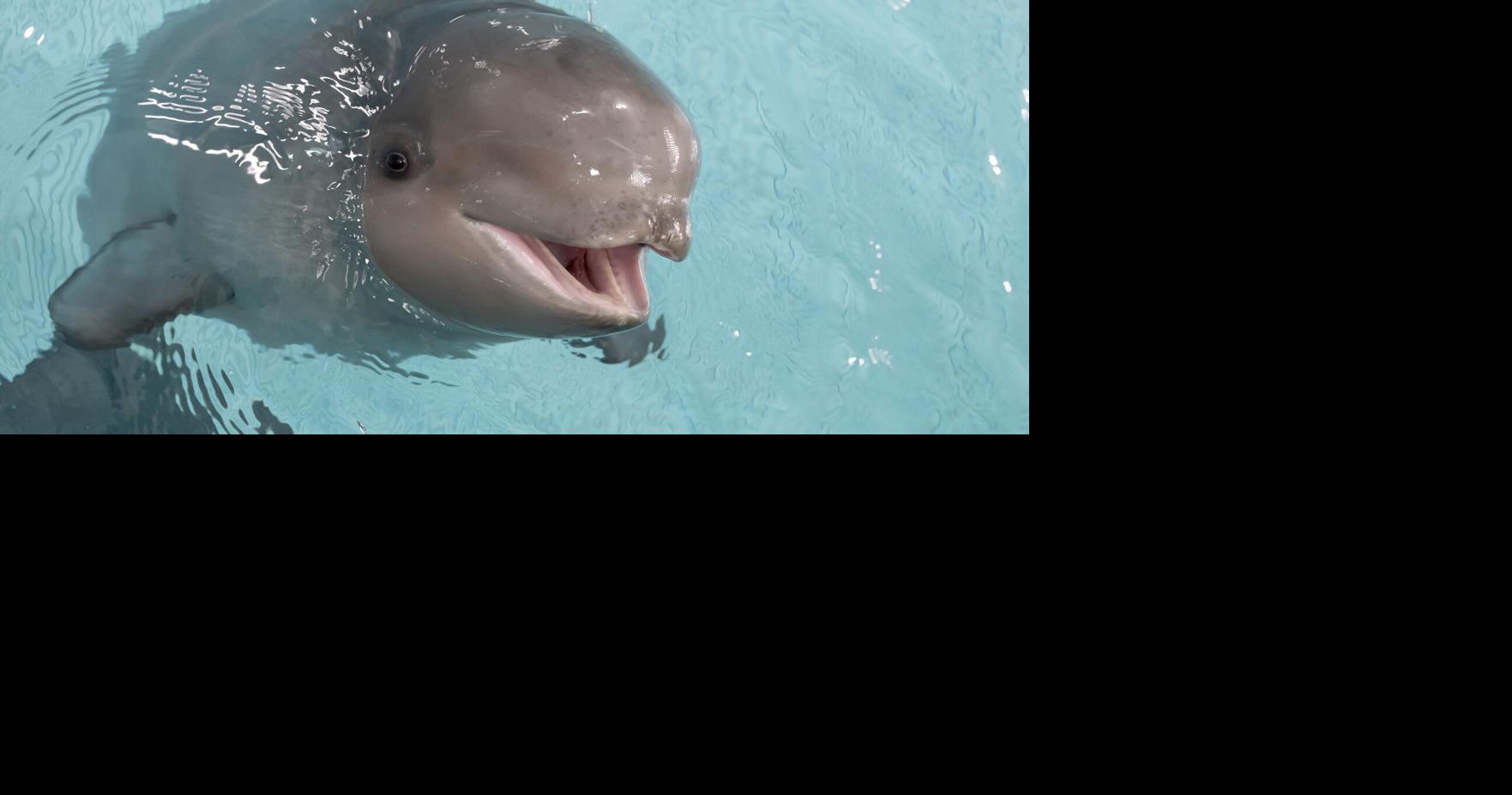 It’s a boy! Shedd Aquarium’s beluga calf is waiting to be named—see ...