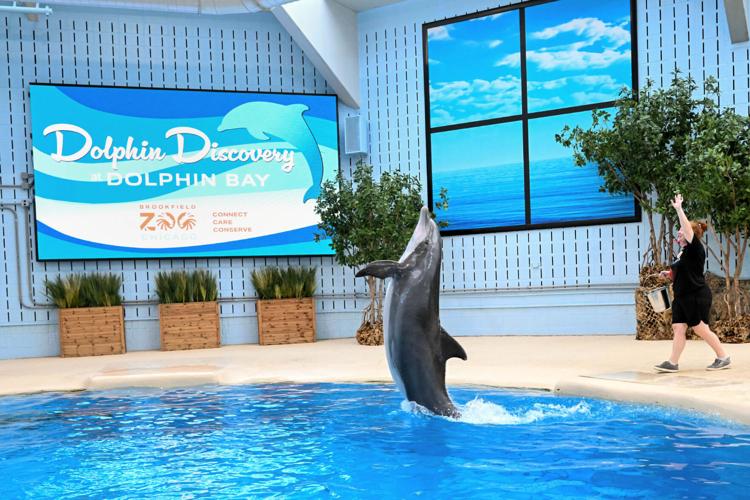 Brookfield Zoo Chicago unveils “Dolphin Discovery” show inside renamed habitat