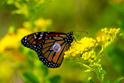 Peggy Notebaert Nature Museum to celebrate monarch migration, signaling the start of fall