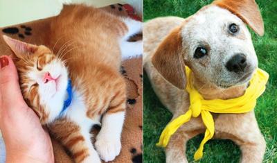 River North Design District will host a Pup Crawl & Cat Walk to benefit PAWS Chicago on April 1.