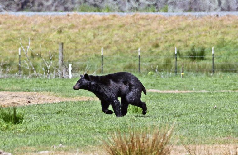 Avoid attracting bears and other wildlife | Life 