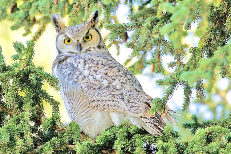 Birding: All birds matter, including barred owls