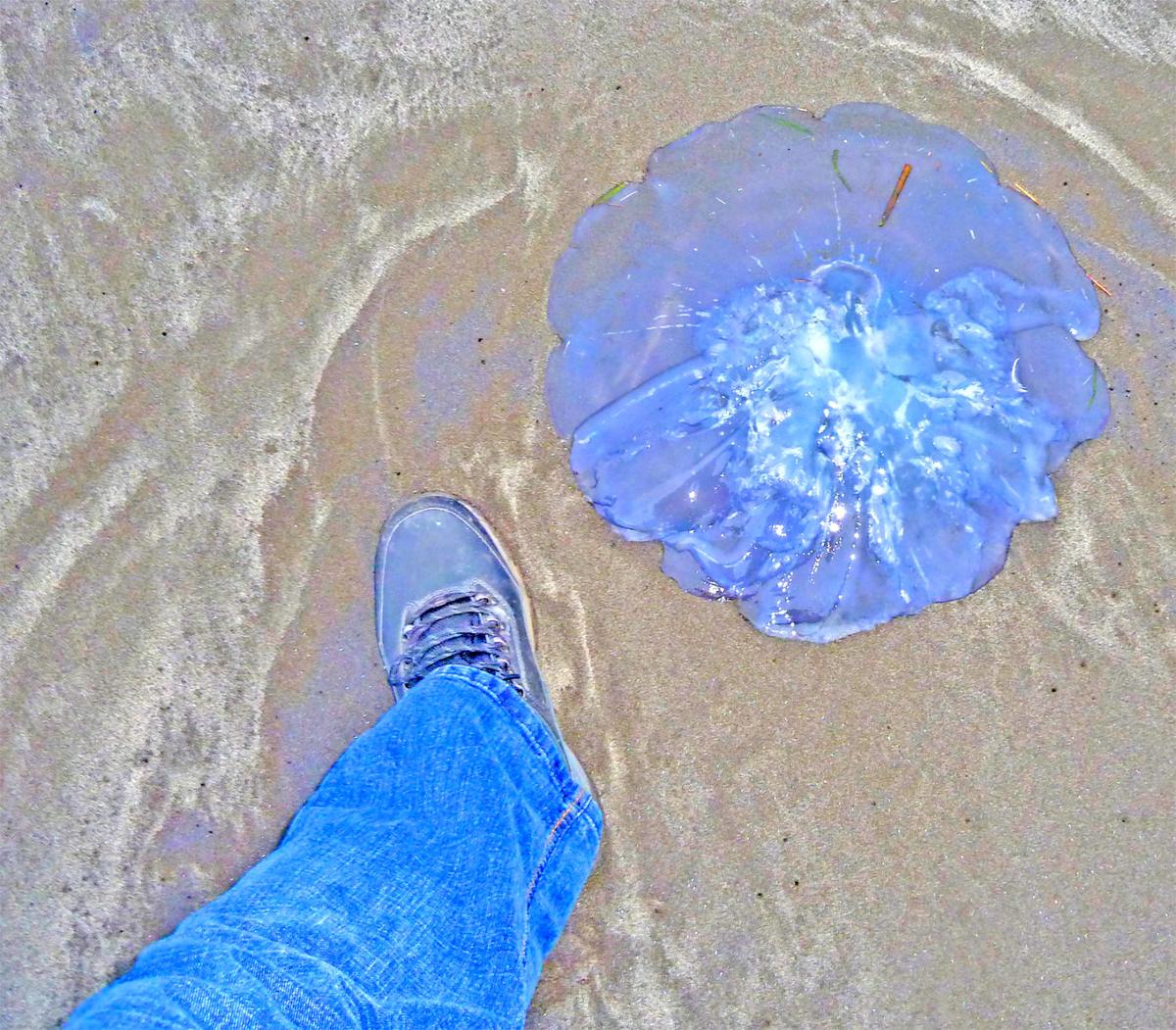 Moon Jellyfish Washing Ashore Wildlife Fishing And Outdoors Chinookobserver Com