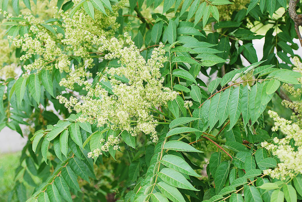 Washington May Ban Poison Hemlock Tree Of Heaven Life   5f07430caa51f.image 