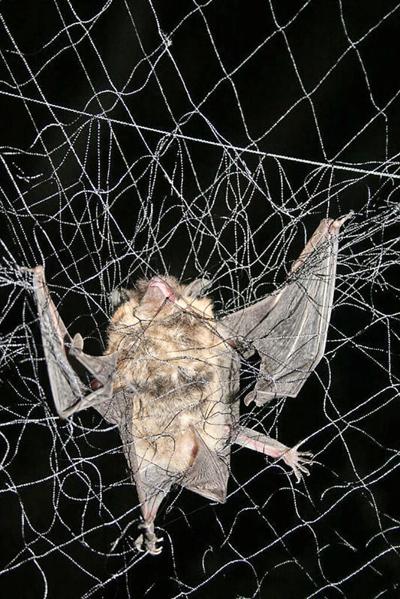 Bat in a net