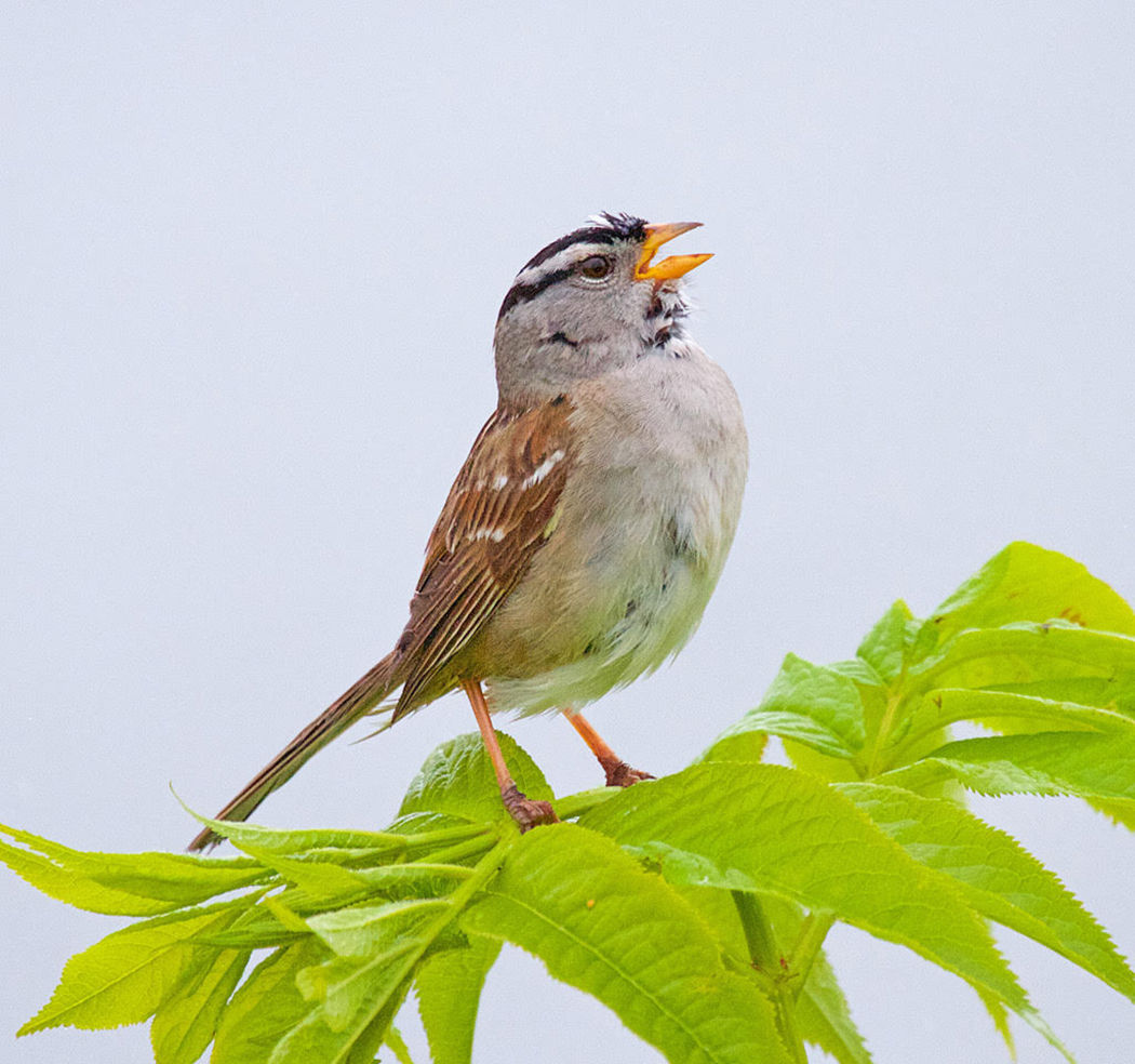 Birding: Melodious Superstars: Sparrows Of The Pacific Northwest 