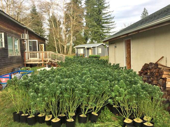 Largest indoor drug growing bust in Pierce County history