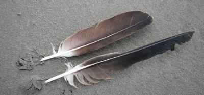 Fish & Feathers 
Eagle feathers are precious, restricted but findable
