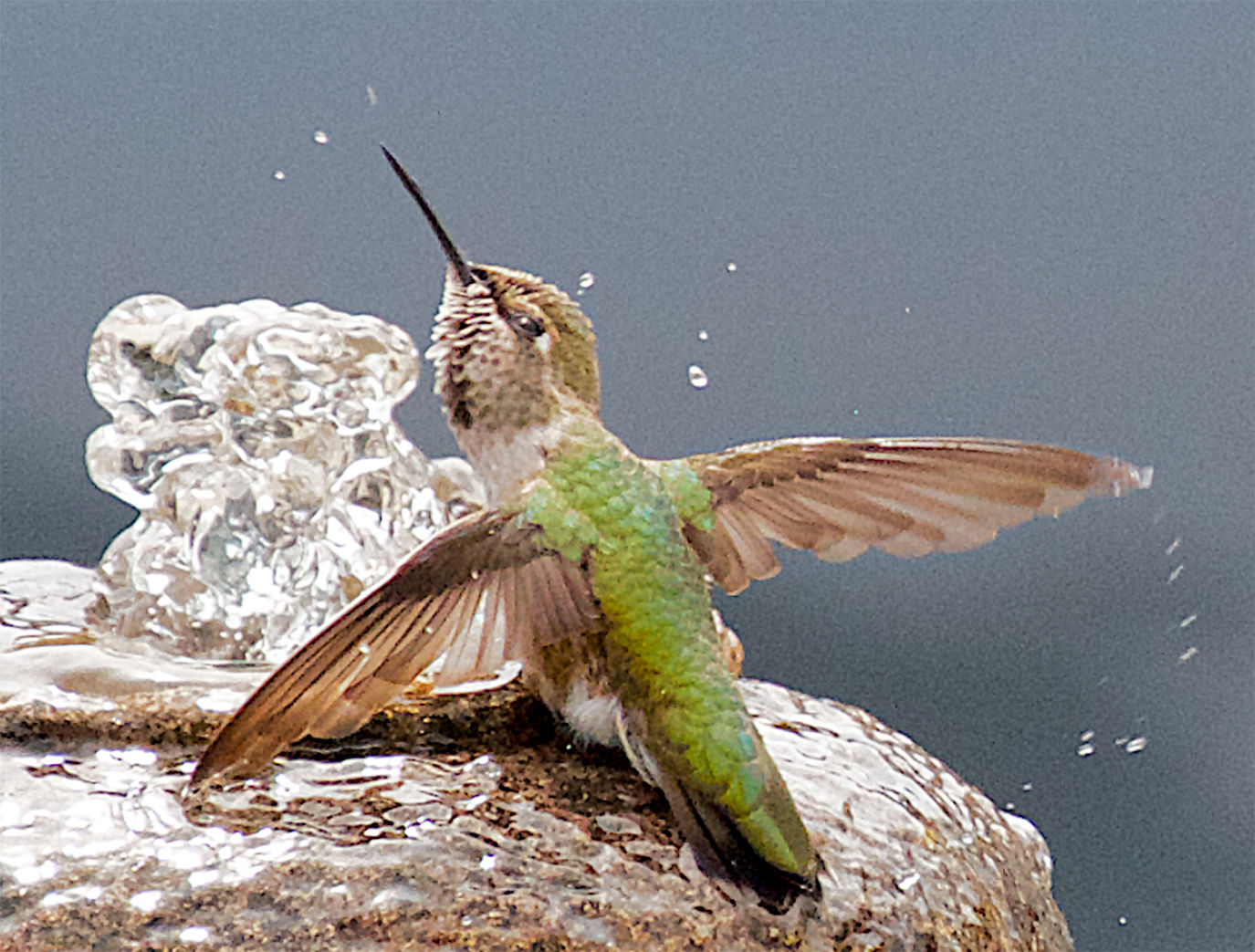 tweet southern hummingbird album zip