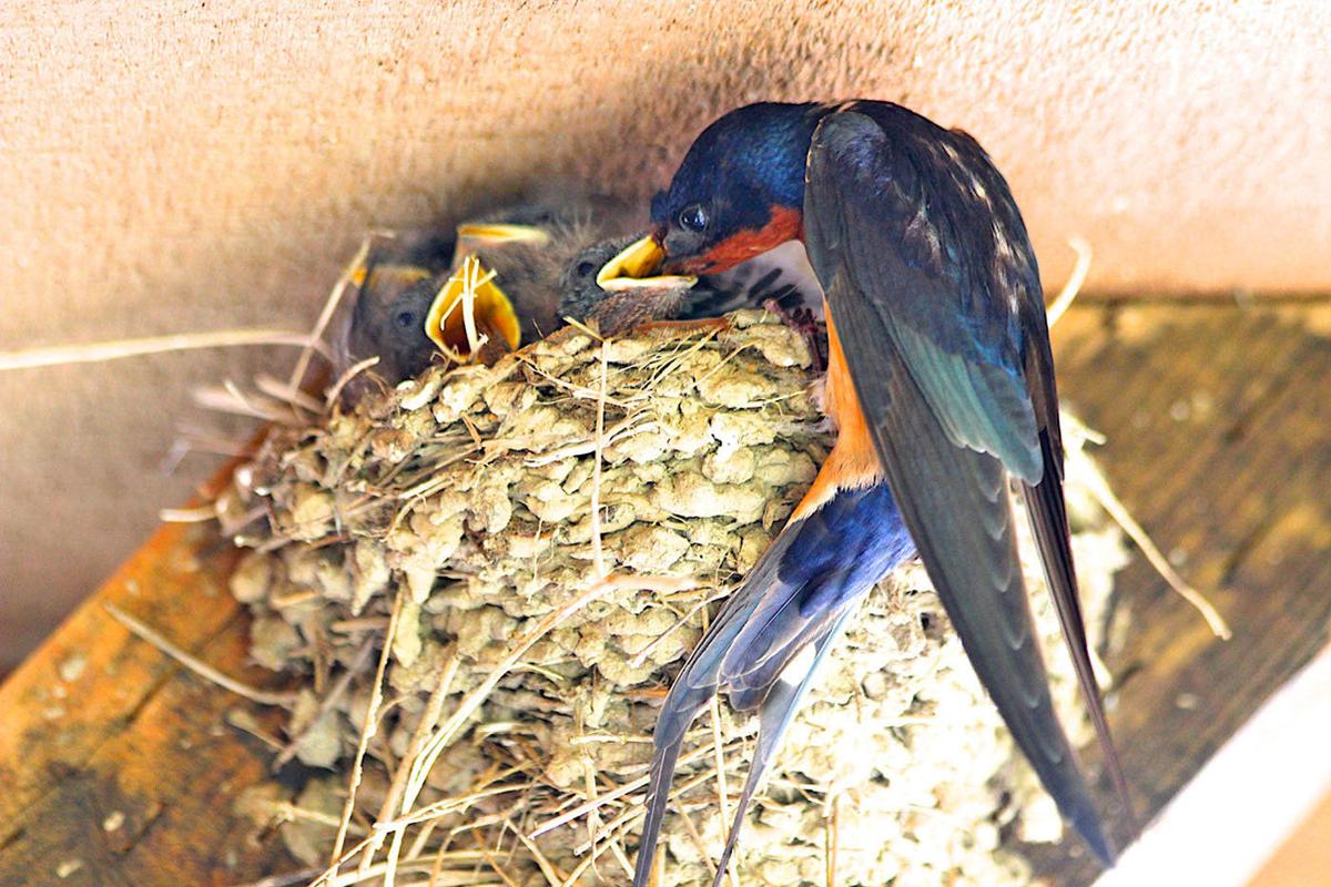 Birdwatching Tarlett Slough Welcomes New Barn Swallow Family