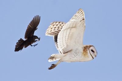 Birdwatching The Barn Owl Cool And Interesting Facts Wildlife