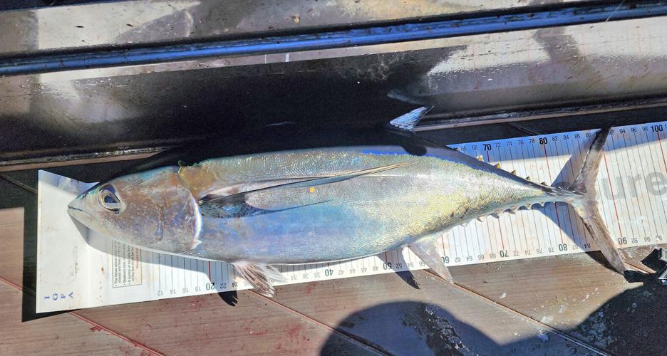 Albacore angler reels in world-record tuna