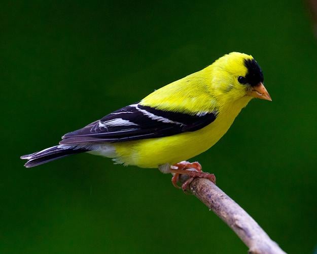 Birding: American goldfinch: our state bird | Wildlife, Fishing and  Outdoors 
