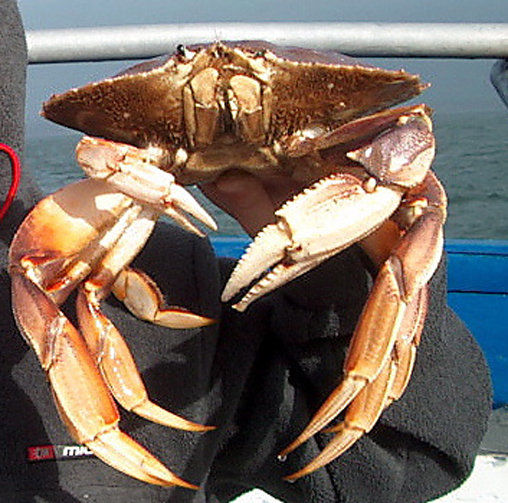 Crabs Safe After Toxin Scare, But Prices Plummet | South County News ...