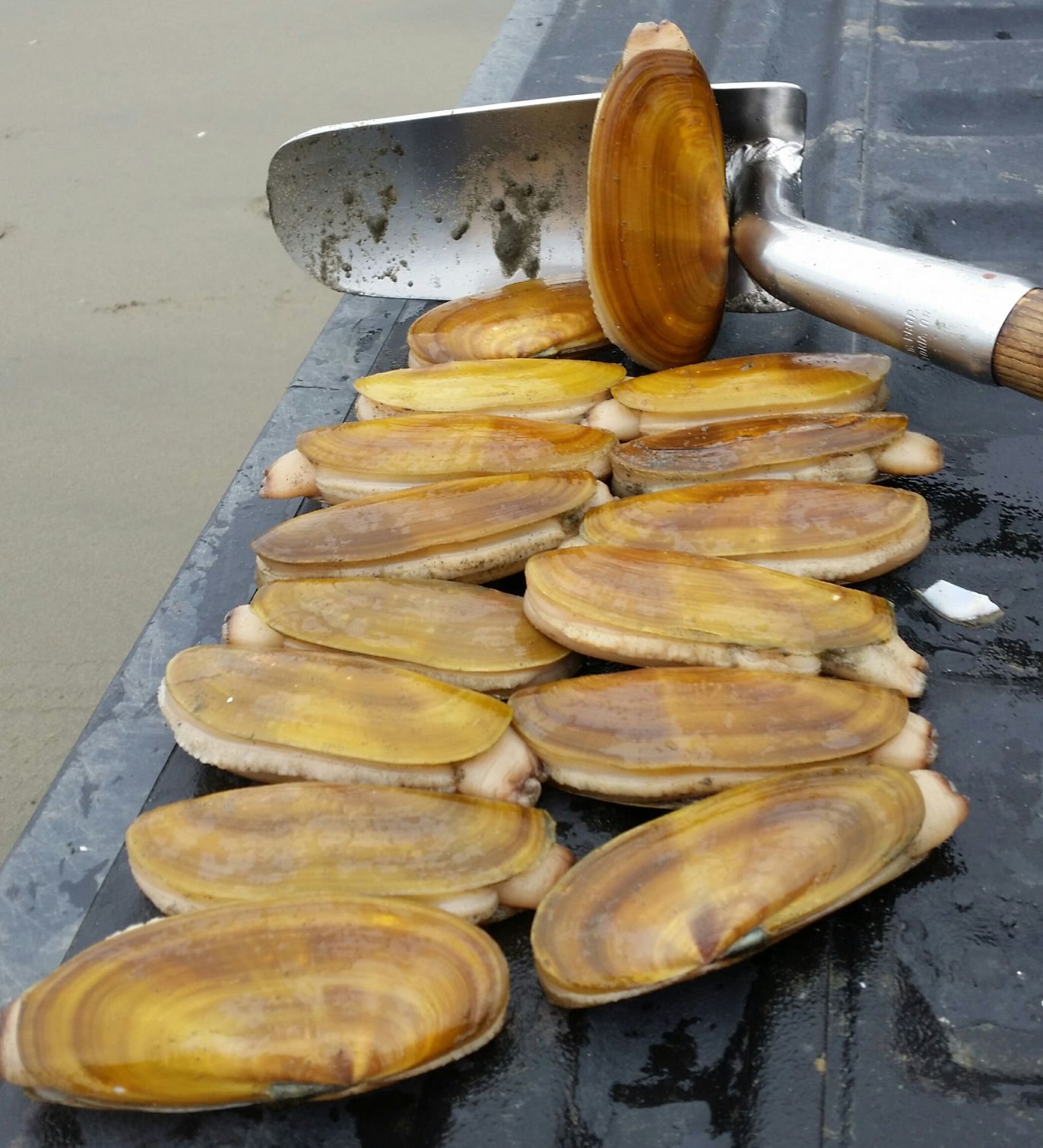 giant razor clam