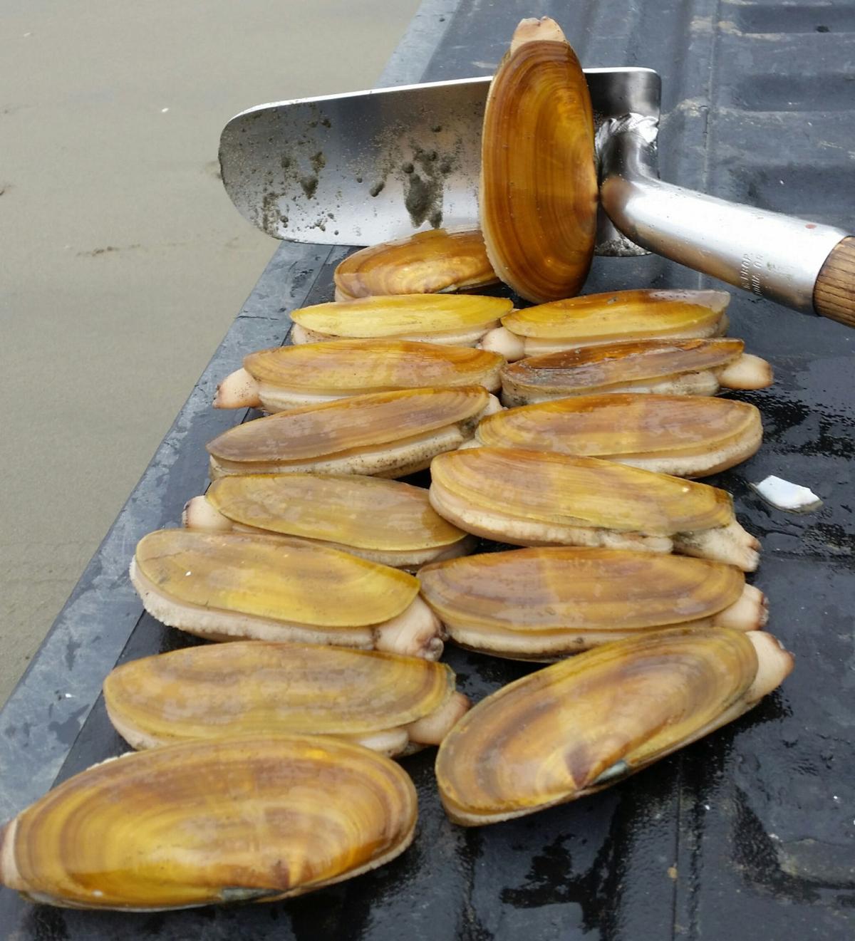 WDFW proposes threeday razor clam dig on Long Beach beginning Sept. 27 South County News
