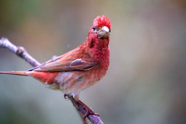 Look Alikes Tips For Identifying Two Of Our Backyard Finches Wildlife Fishing And Outdoors Chinookobserver Com