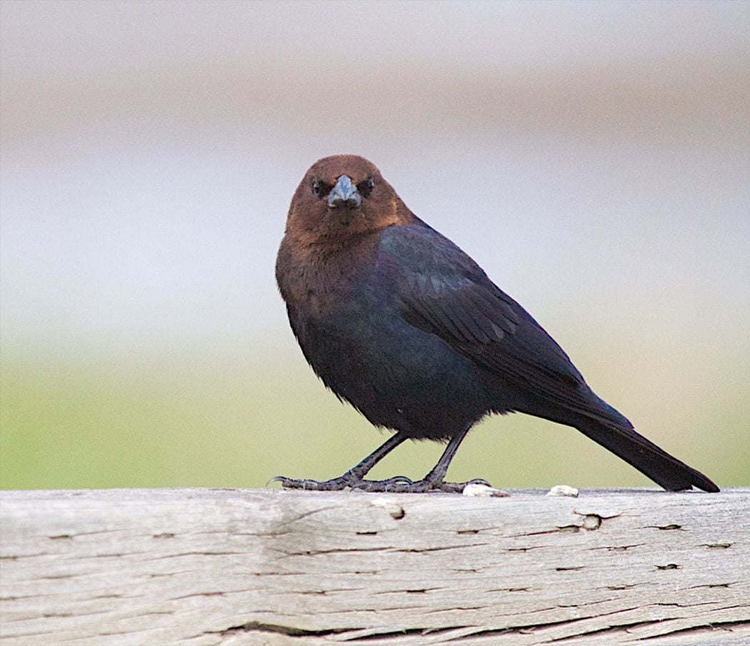 Download Birdwatching The brown-headed cowbird: Portrait of a ...