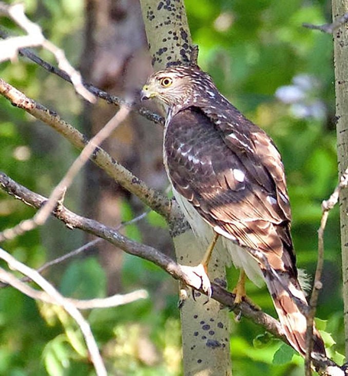 Birding: Cooper's hawk — Zoom! Zoom!: The speedy flying cross | Life ...