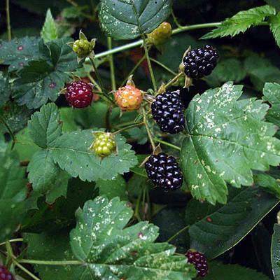 2012&#146;s little wild  blackberries have been tidbits of heaven