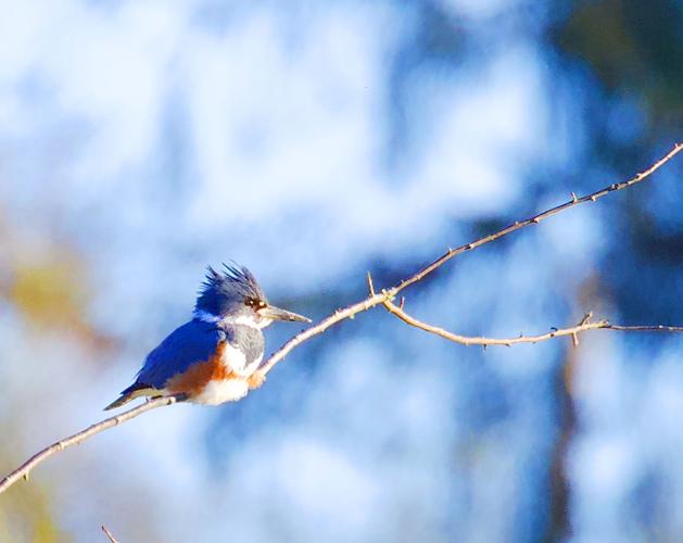 Birding: All about belted kingfishers: A resident and migrant, Wildlife,  Fishing and Outdoors