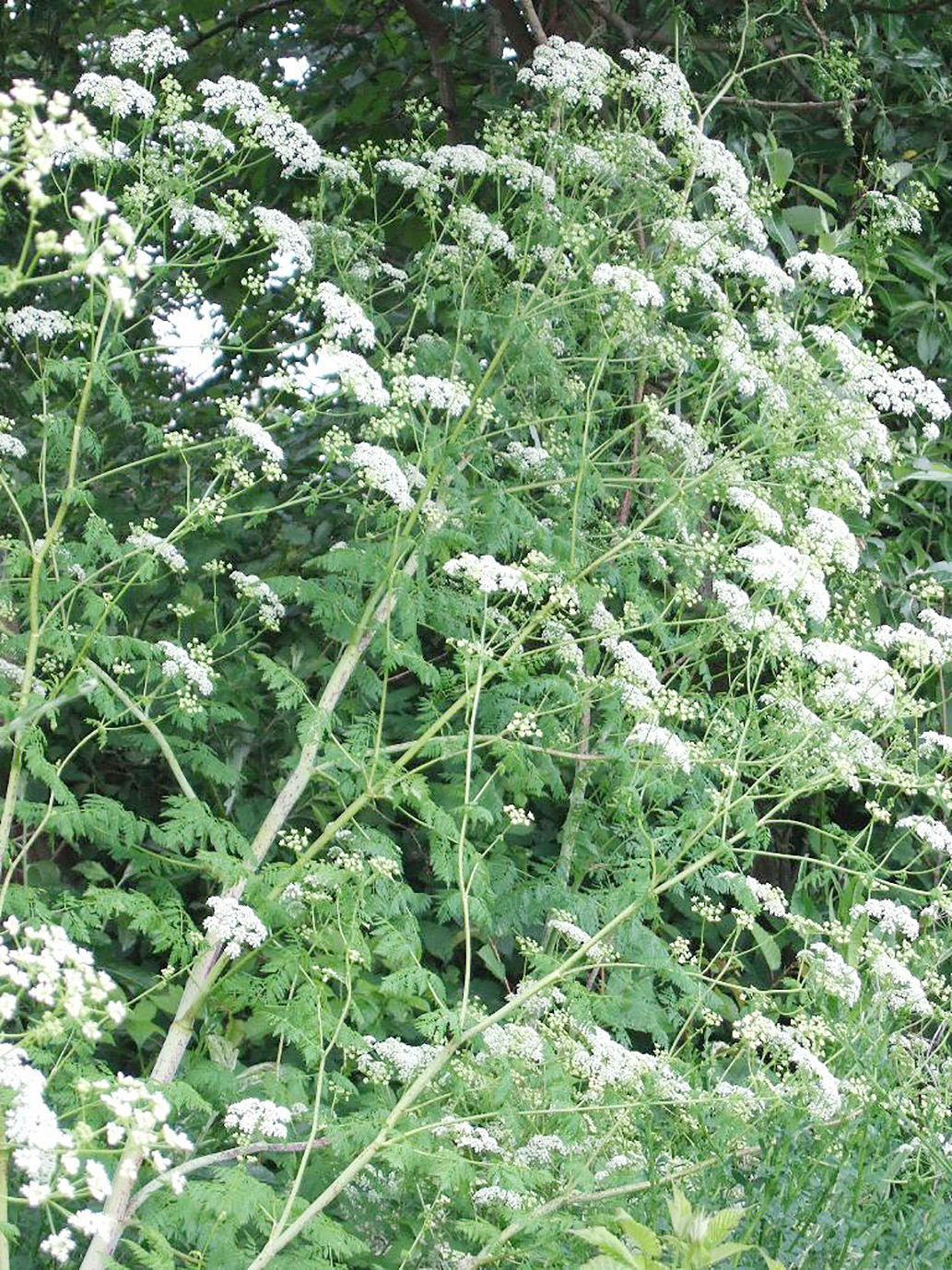 Washington may ban poison hemlock, treeofheaven Life