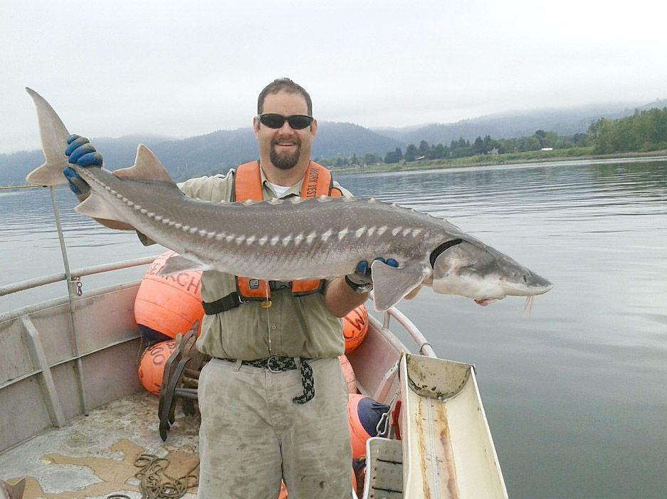 Sturgeon retention allowed for 2 days between Wauna and Bonneville, South  County News