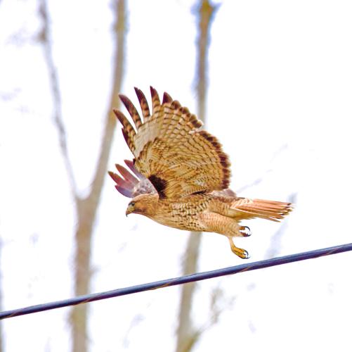 Ohio birds of prey: From eagles to owls, falcons to hawks; identifying the  state's raptors (photos) 